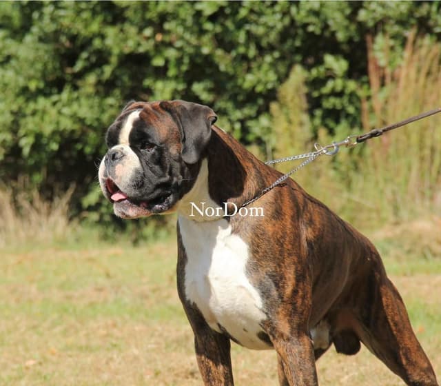 Black Beauties Boxer Puppies media 23