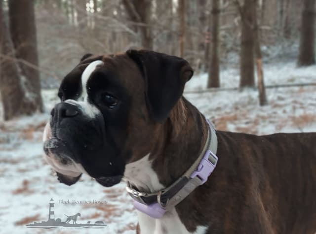Black Beauties Boxer Puppies media 17