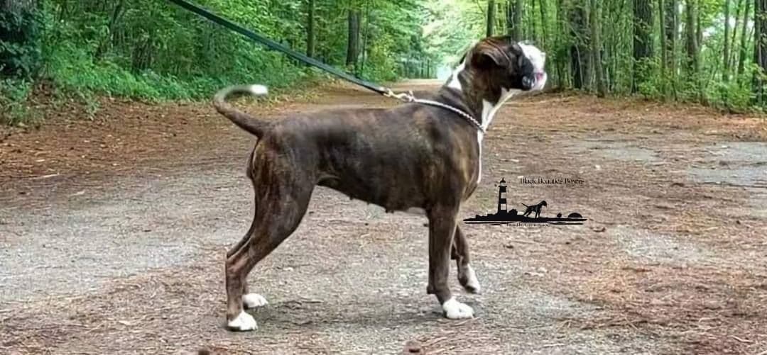Black Beauties Boxer Puppies breeder image 3