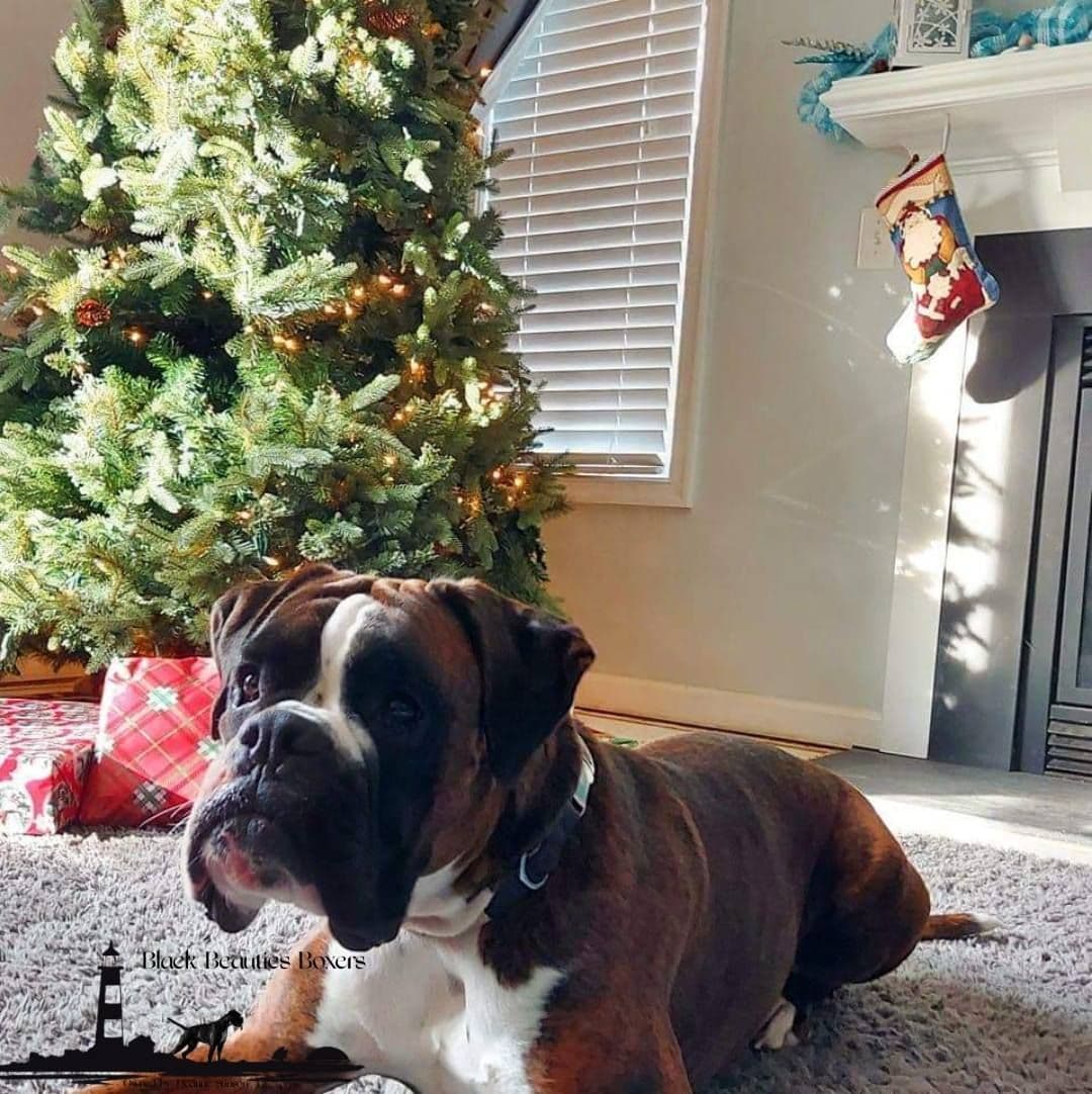 Black Beauties Boxer Puppies breeder image 5
