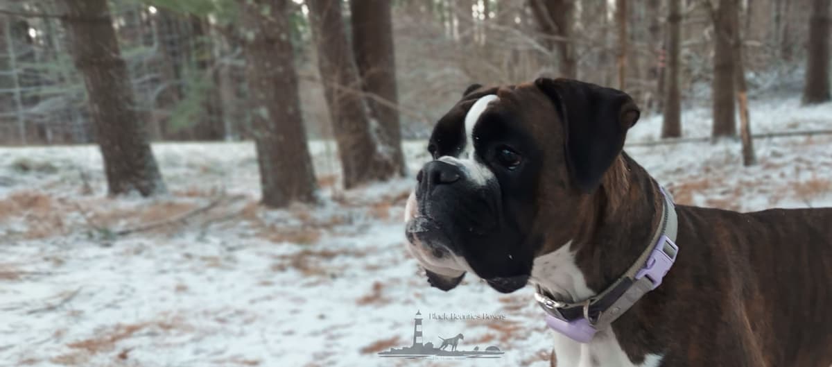 Black Beauties Boxer Puppies breeder image 7