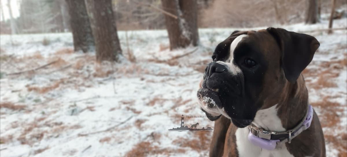 Black Beauties Boxer Puppies breeder image 8