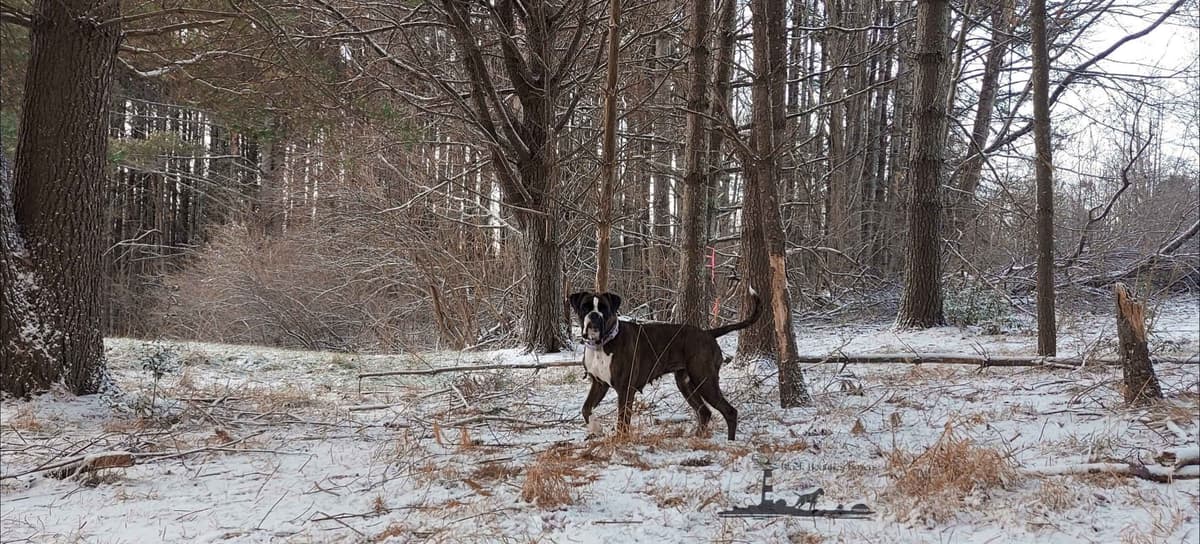 Black Beauties Boxer Puppies breeder image 10