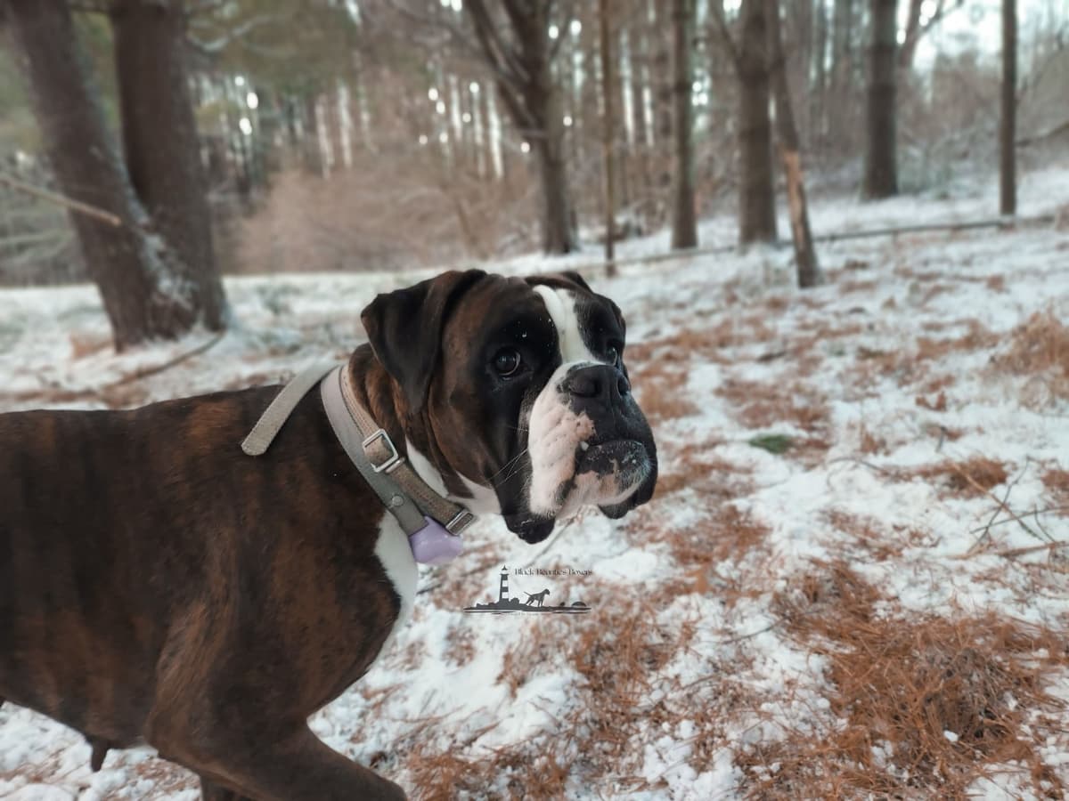Black Beauties Boxer Puppies breeder image 11