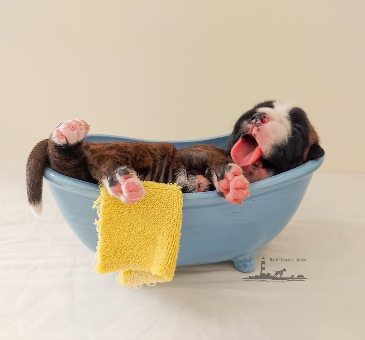 Black Beauties Boxer Puppies breeder image 12