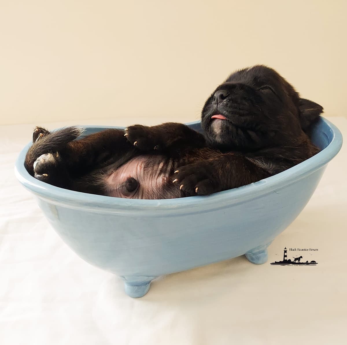 Black Beauties Boxer Puppies breeder image 15