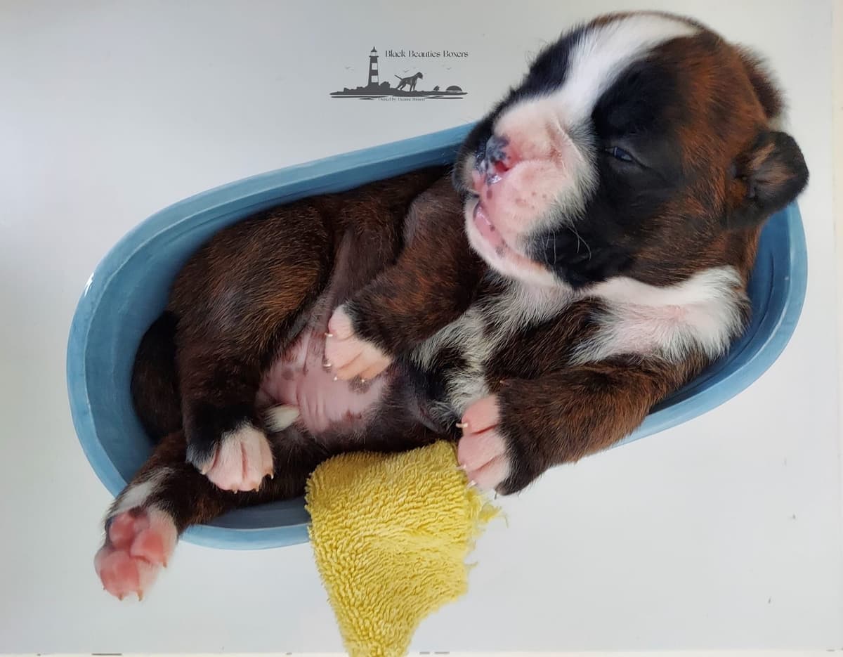 Black Beauties Boxer Puppies breeder image 13