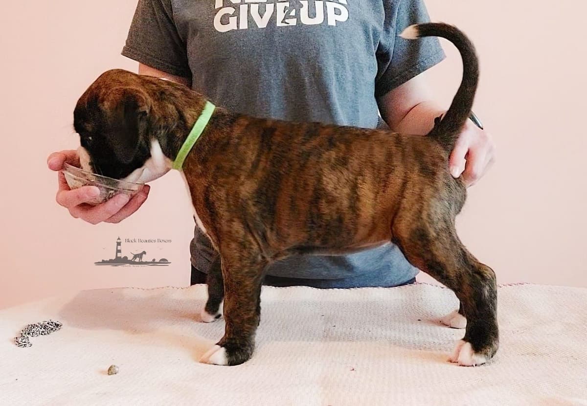 Black Beauties Boxer Puppies breeder image 16