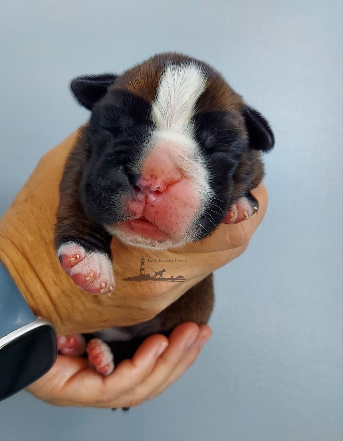 Black Beauties Boxer Puppies breeder image 18