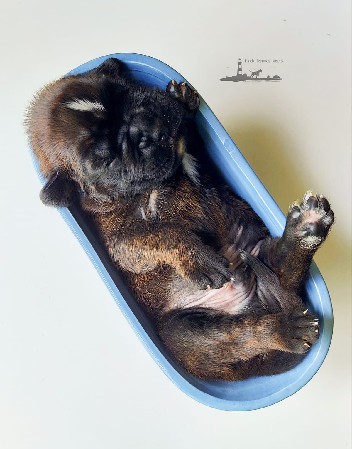 Black Beauties Boxer Puppies breeder image 17