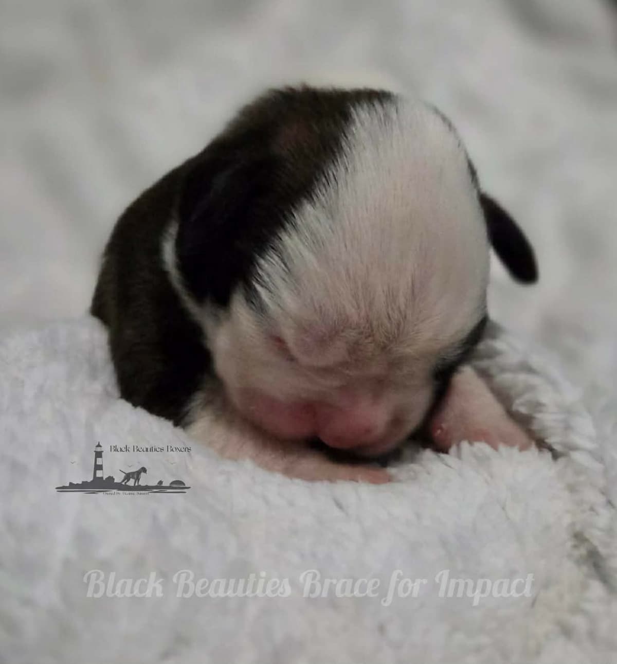 Black Beauties Boxer Puppies breeder image 20