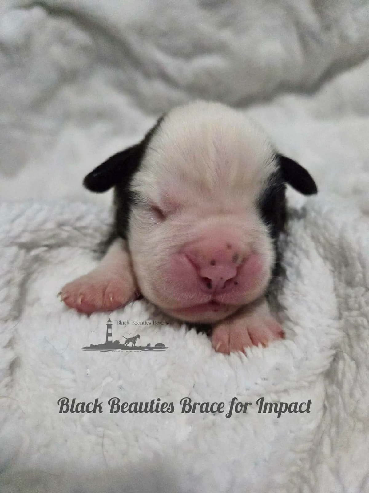 Black Beauties Boxer Puppies breeder image 21
