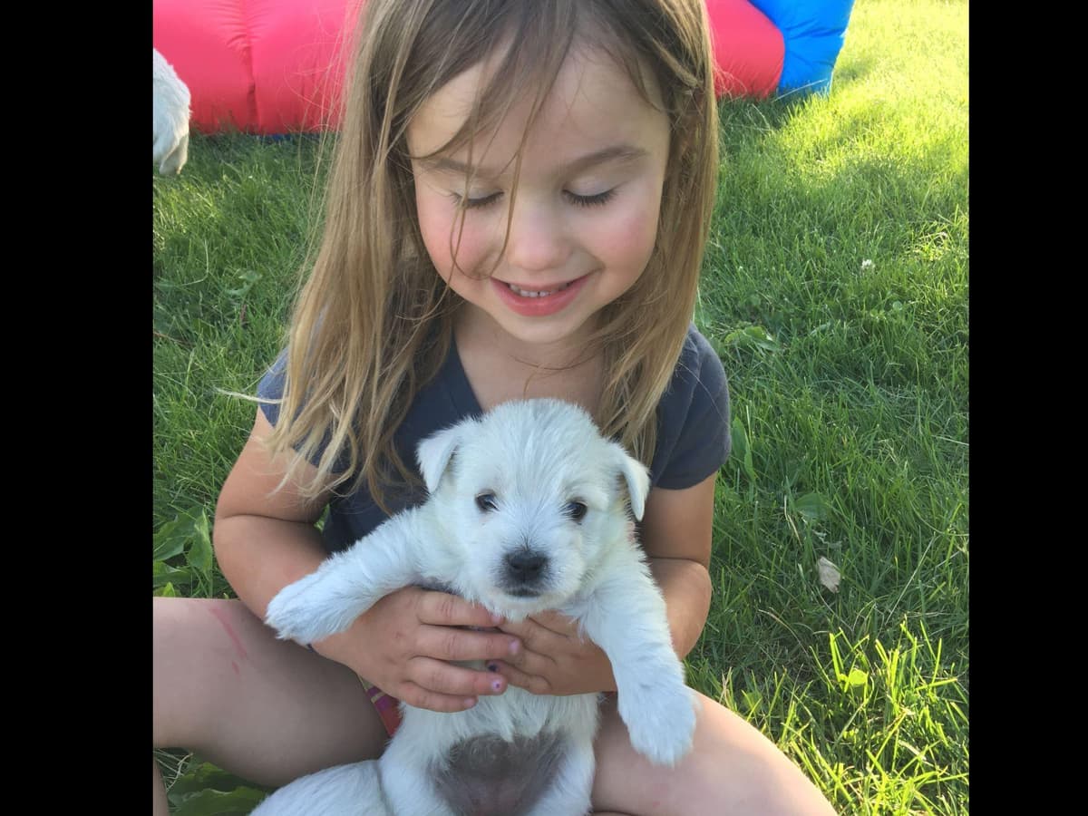 West Highland White Terrier Puppies New Lower Price to a great family! breeder image 1