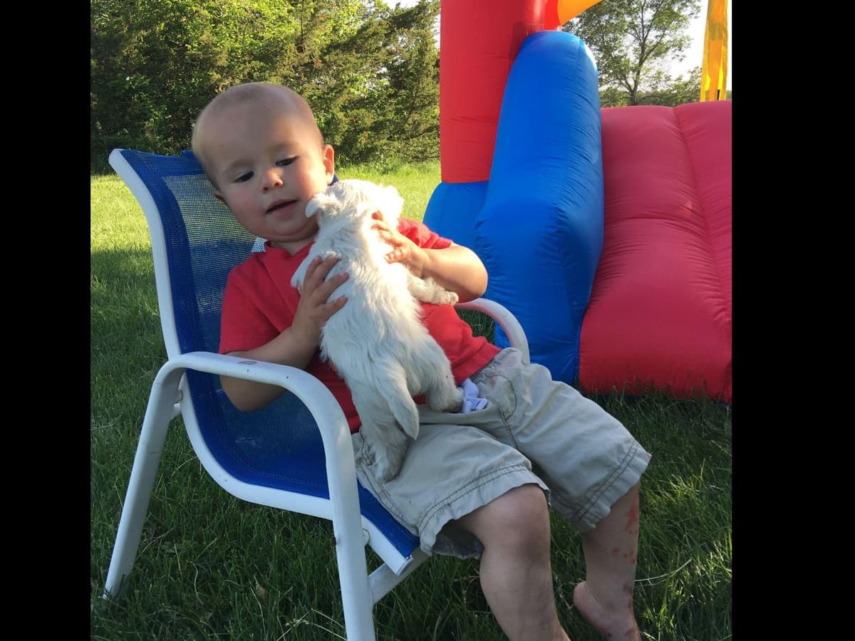 West Highland White Terrier Puppies New Lower Price to a great family! breeder image 3