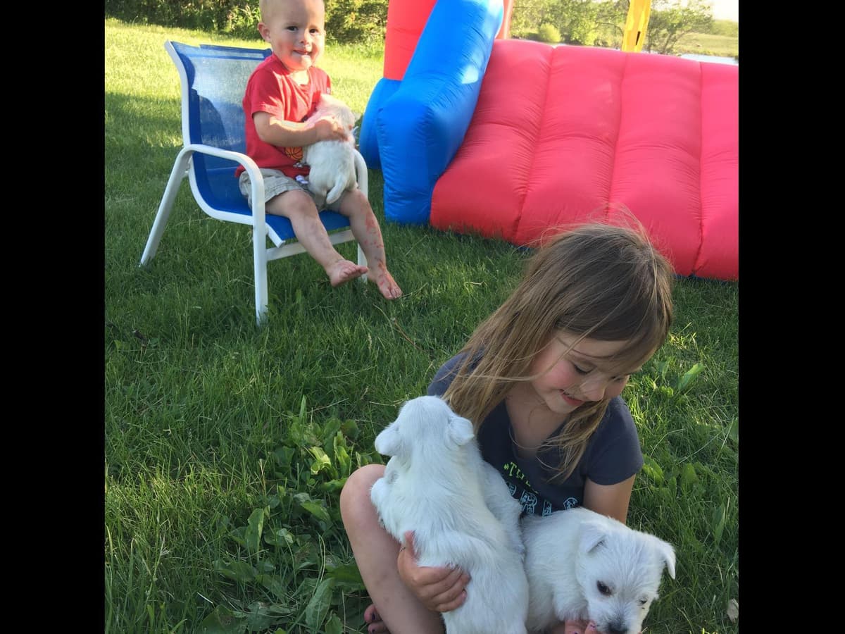 West Highland White Terrier Puppies New Lower Price to a great family! breeder image 4