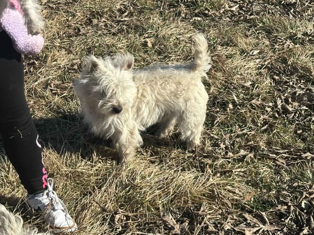 West Highland White Terrier Puppies New Lower Price to a great family! media 2