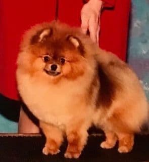 Pomeranians breeder image 2