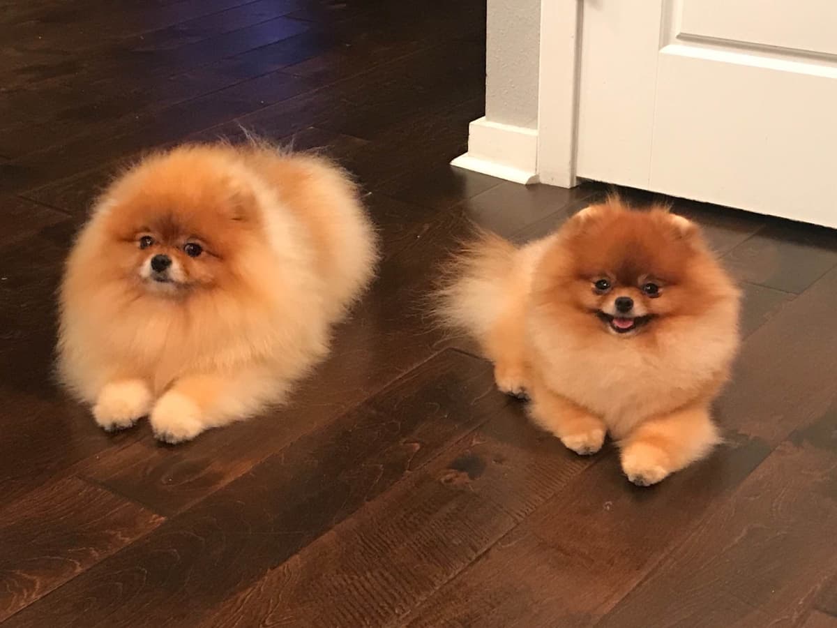 Pomeranians breeder image 3