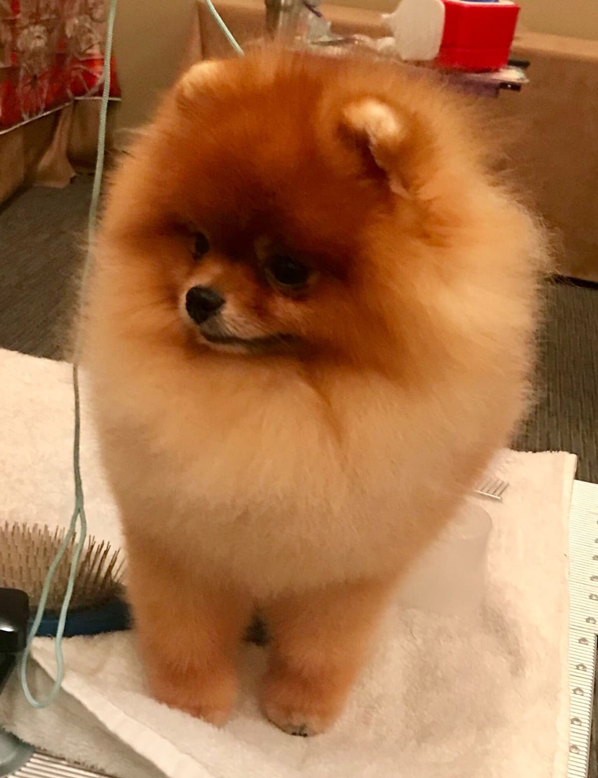 Pomeranians breeder image 4