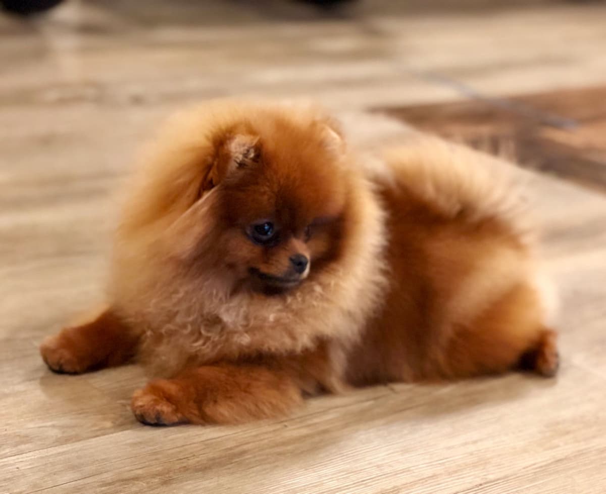 Pomeranians breeder image 6