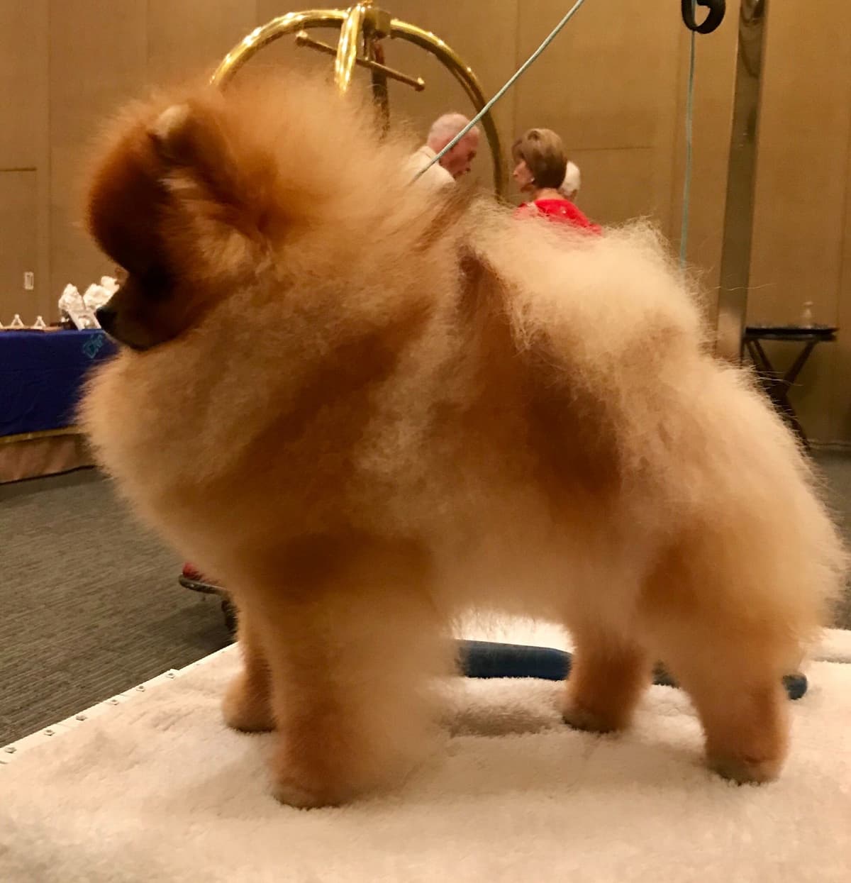 Pomeranians breeder image 7