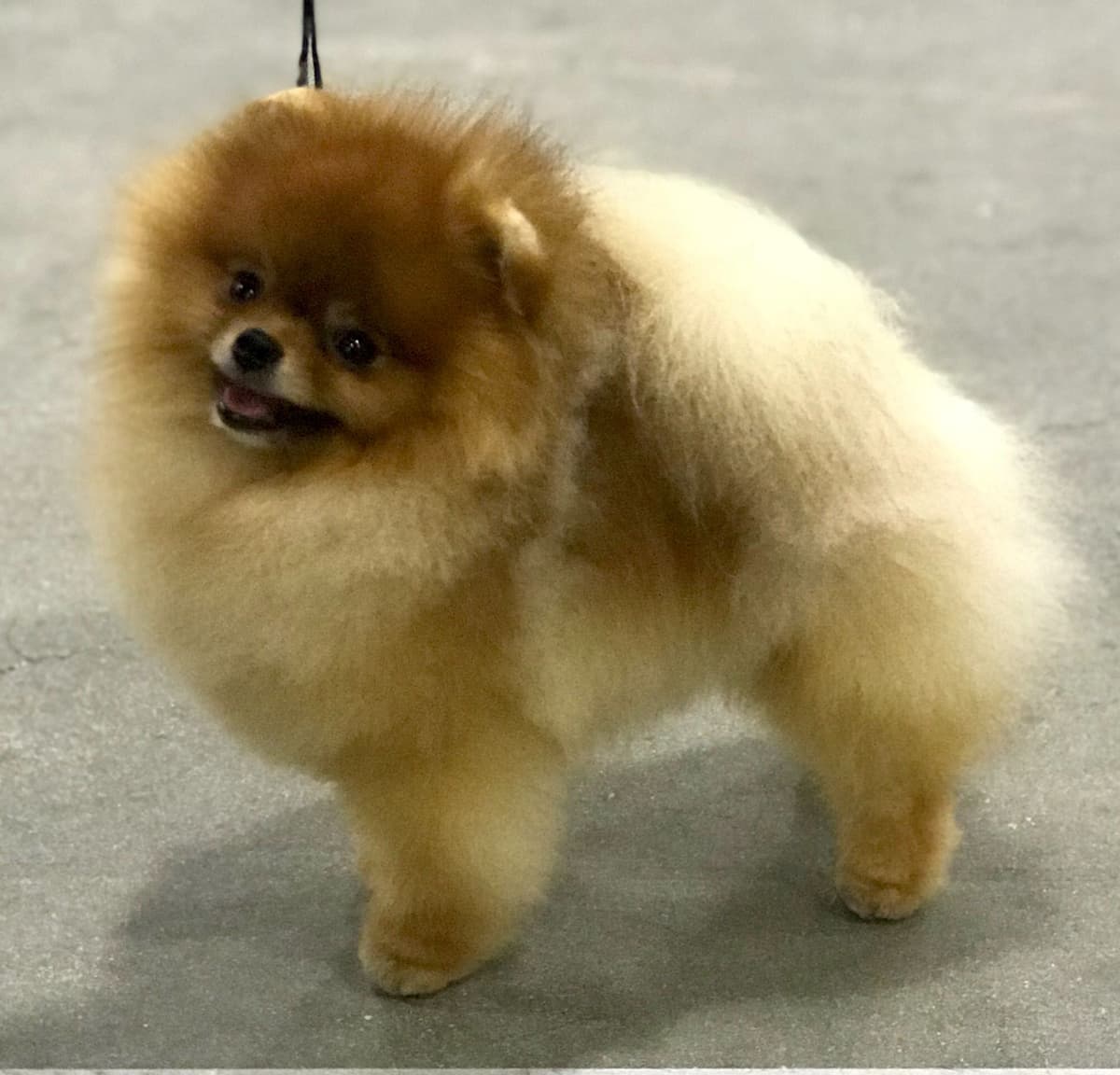 Pomeranians breeder image 5