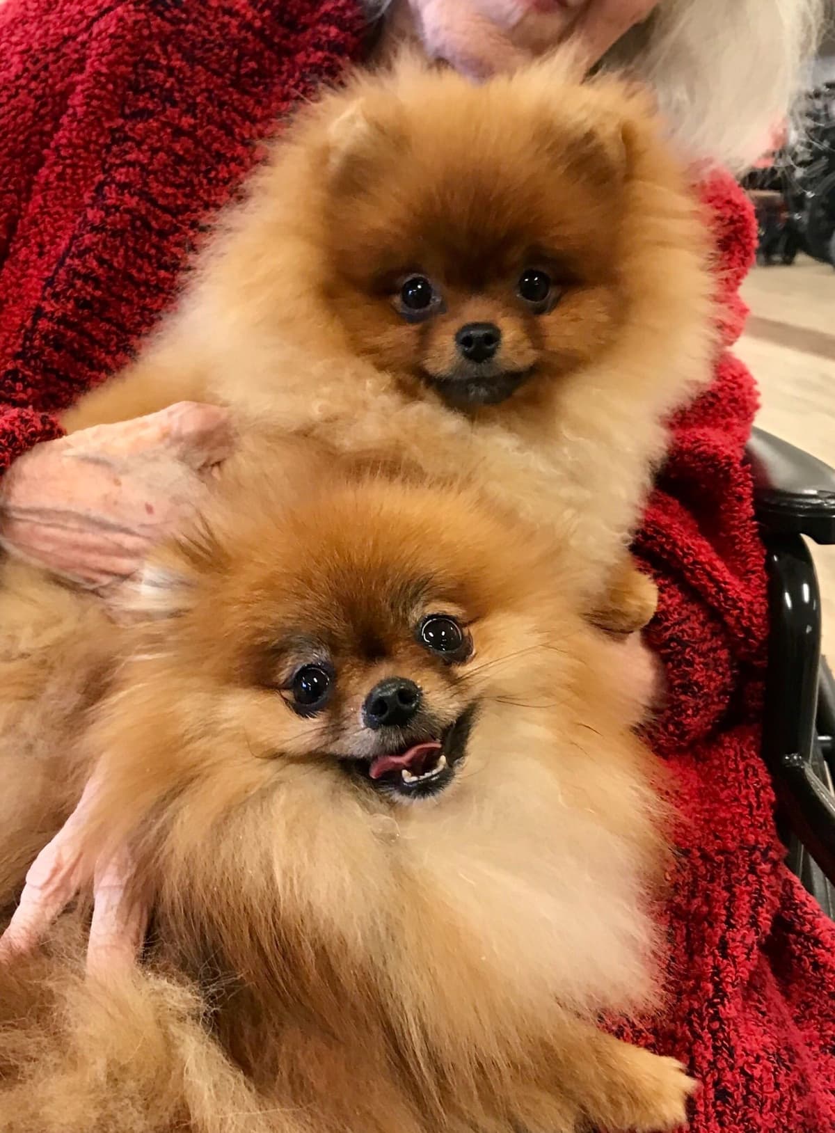 Pomeranians breeder image 8