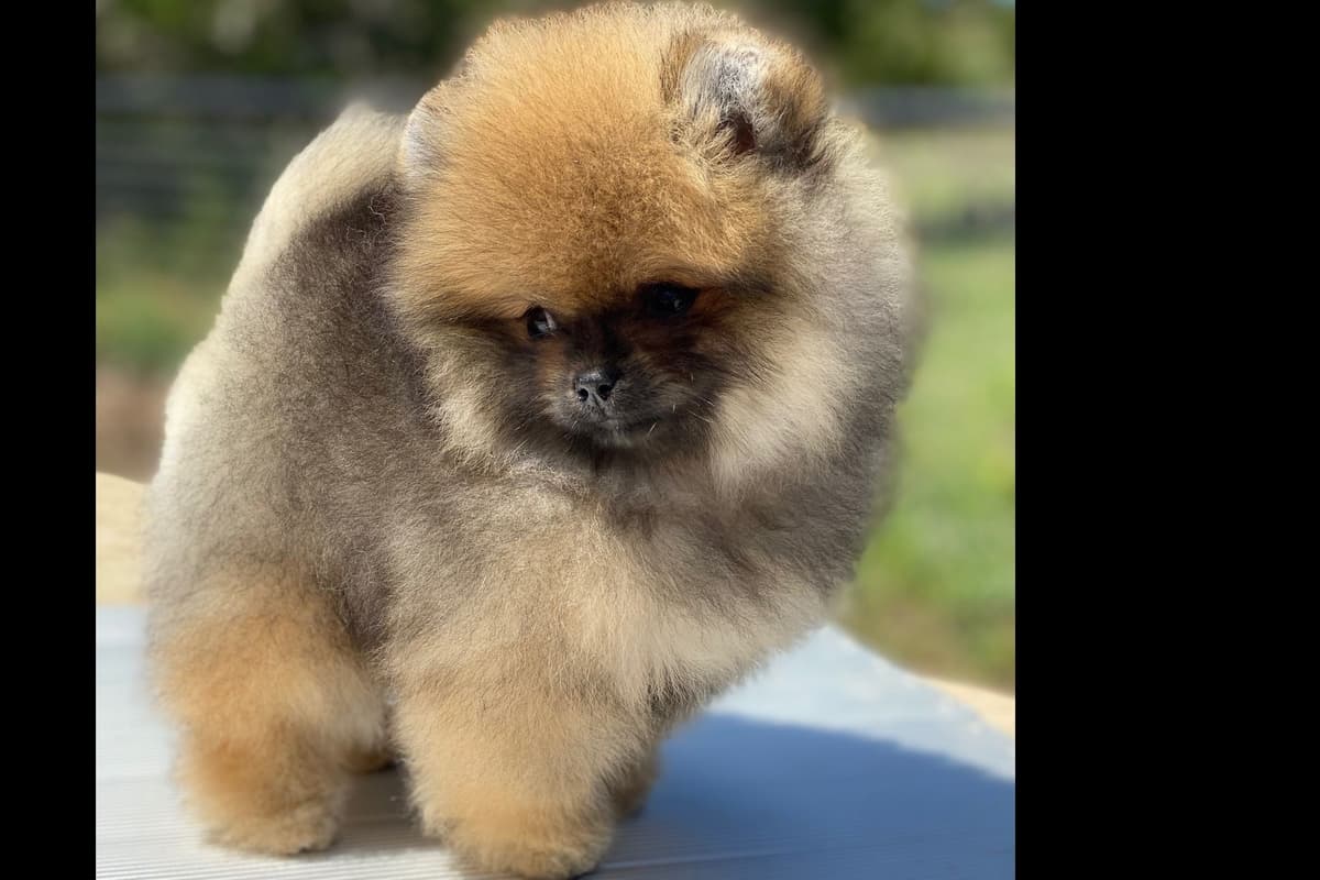 Pomeranians breeder image 9