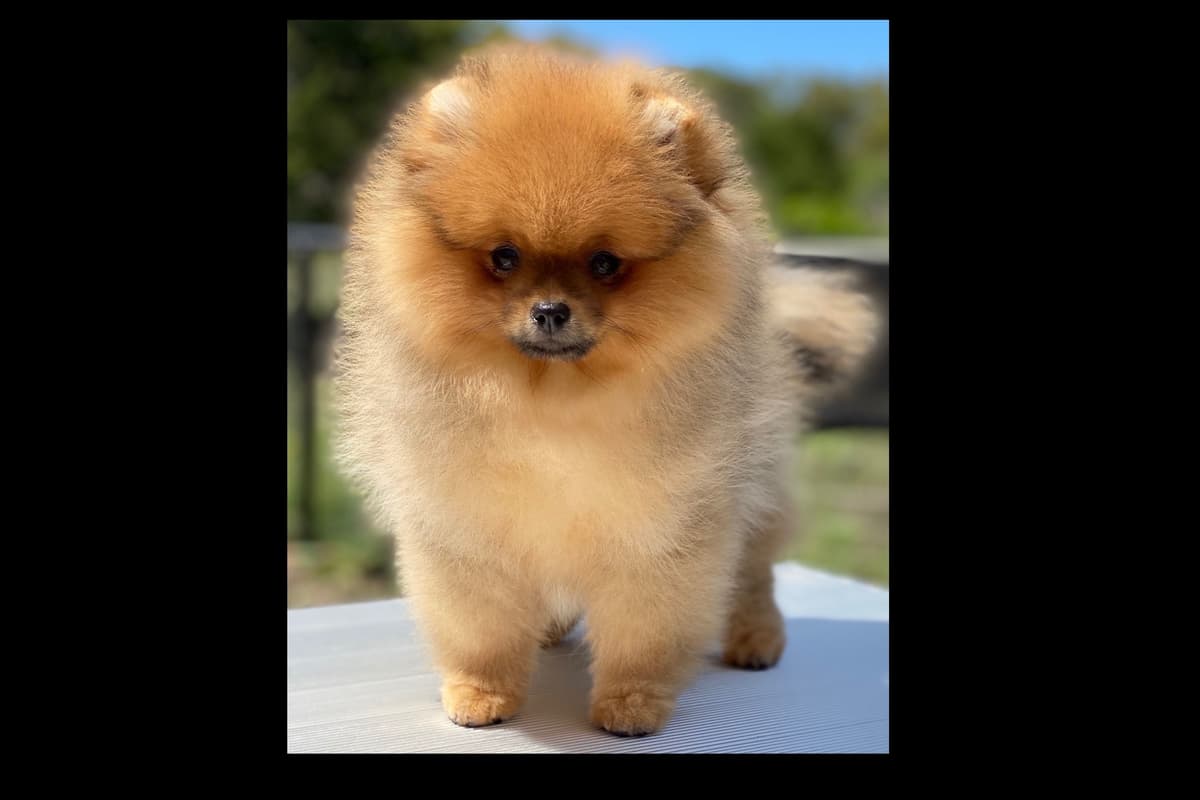 Pomeranians breeder image 11