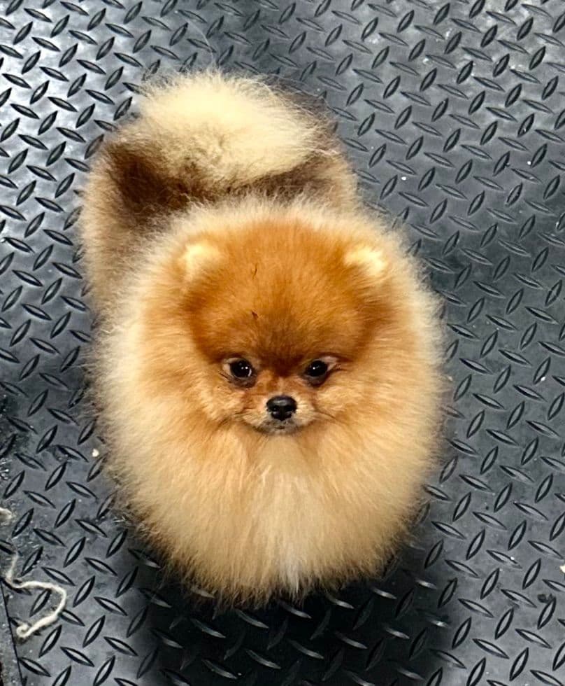 Pomeranians breeder image 14
