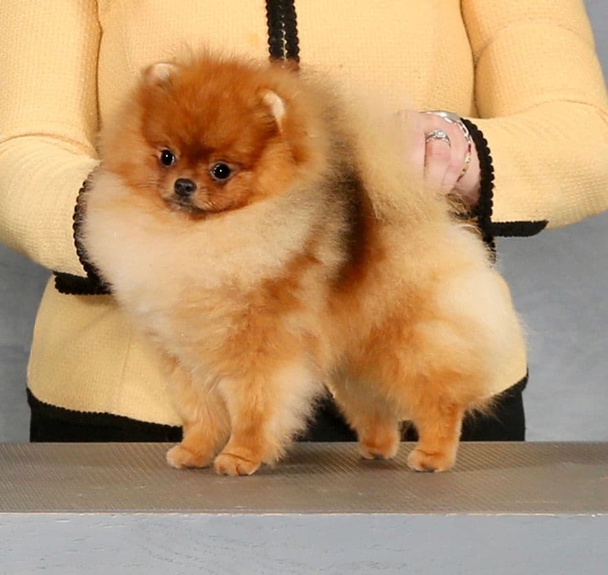 Pomeranians breeder image 15