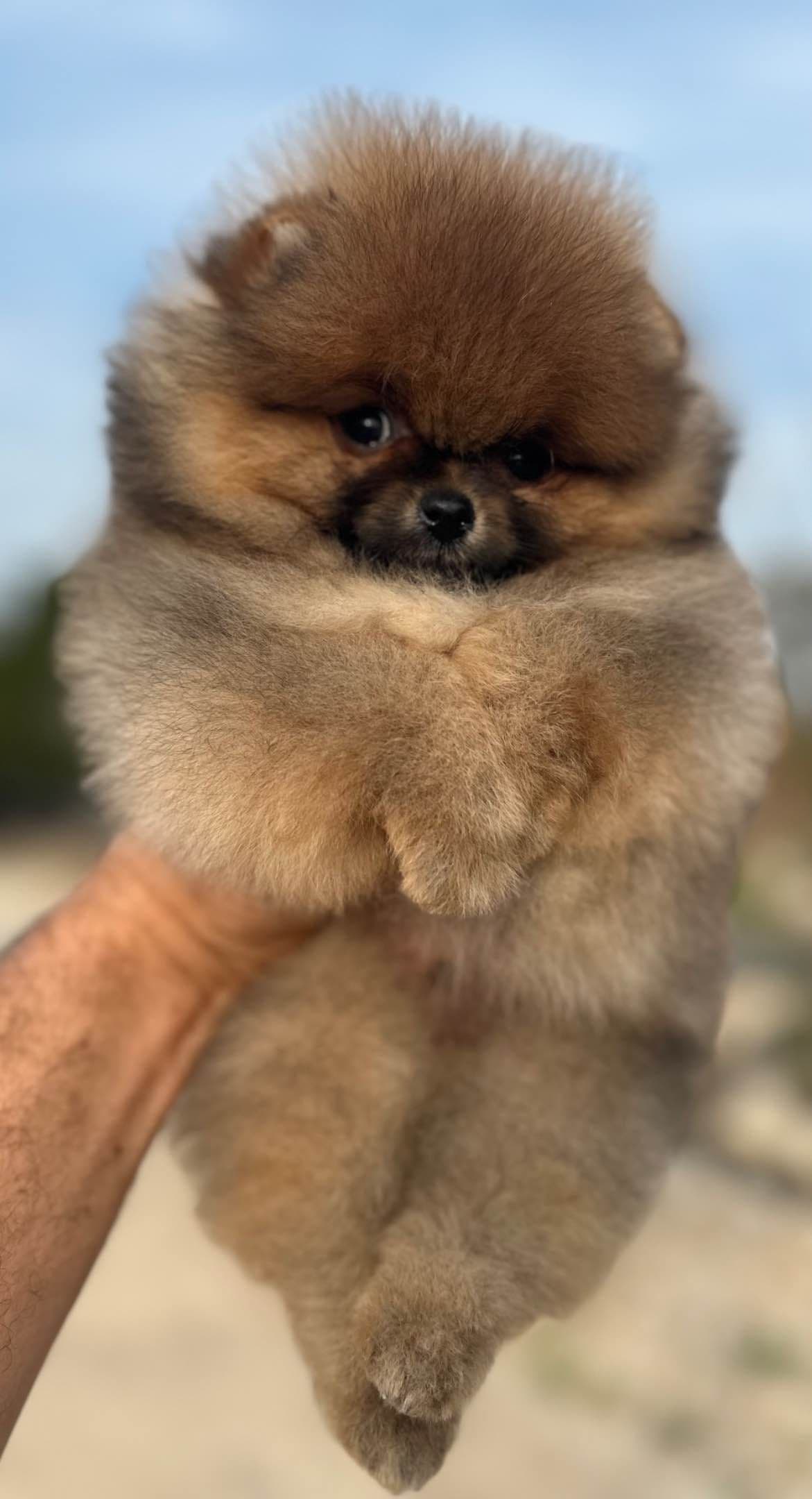 Pomeranians breeder image 16