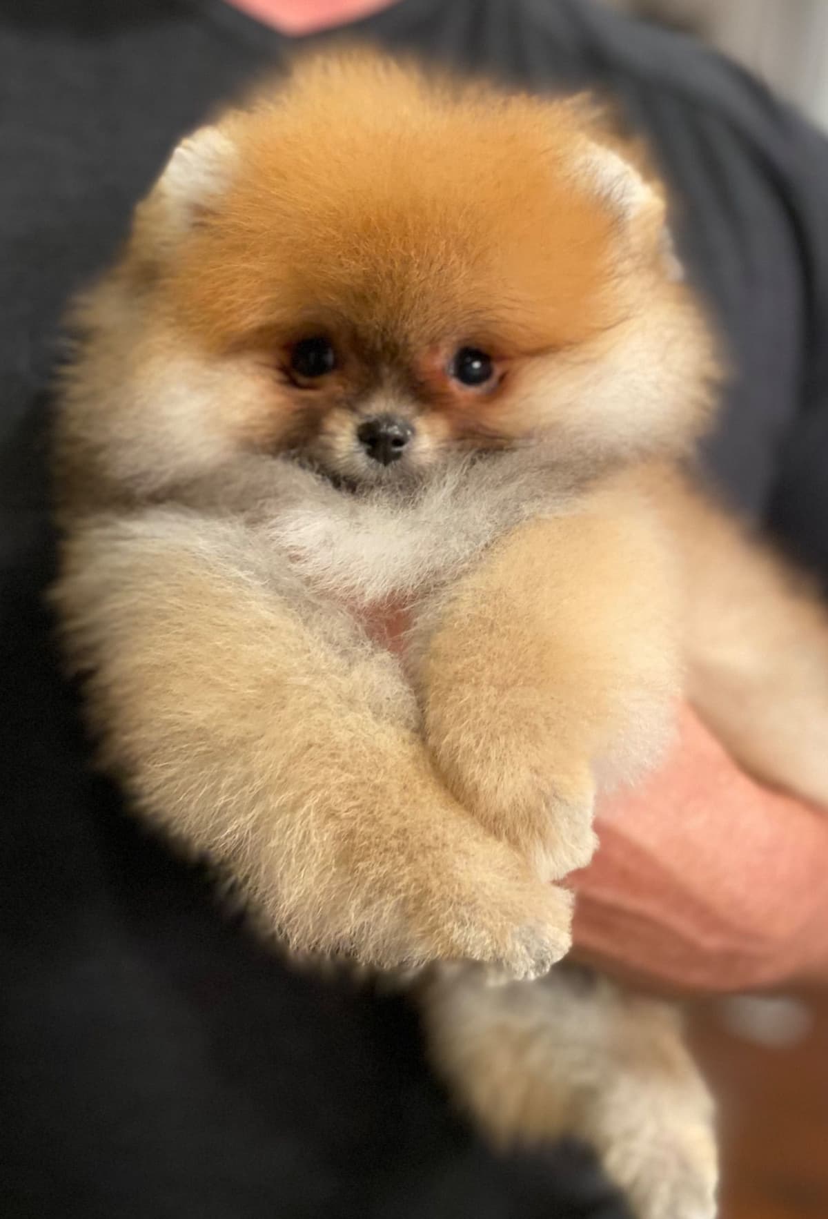 Pomeranians breeder image 17
