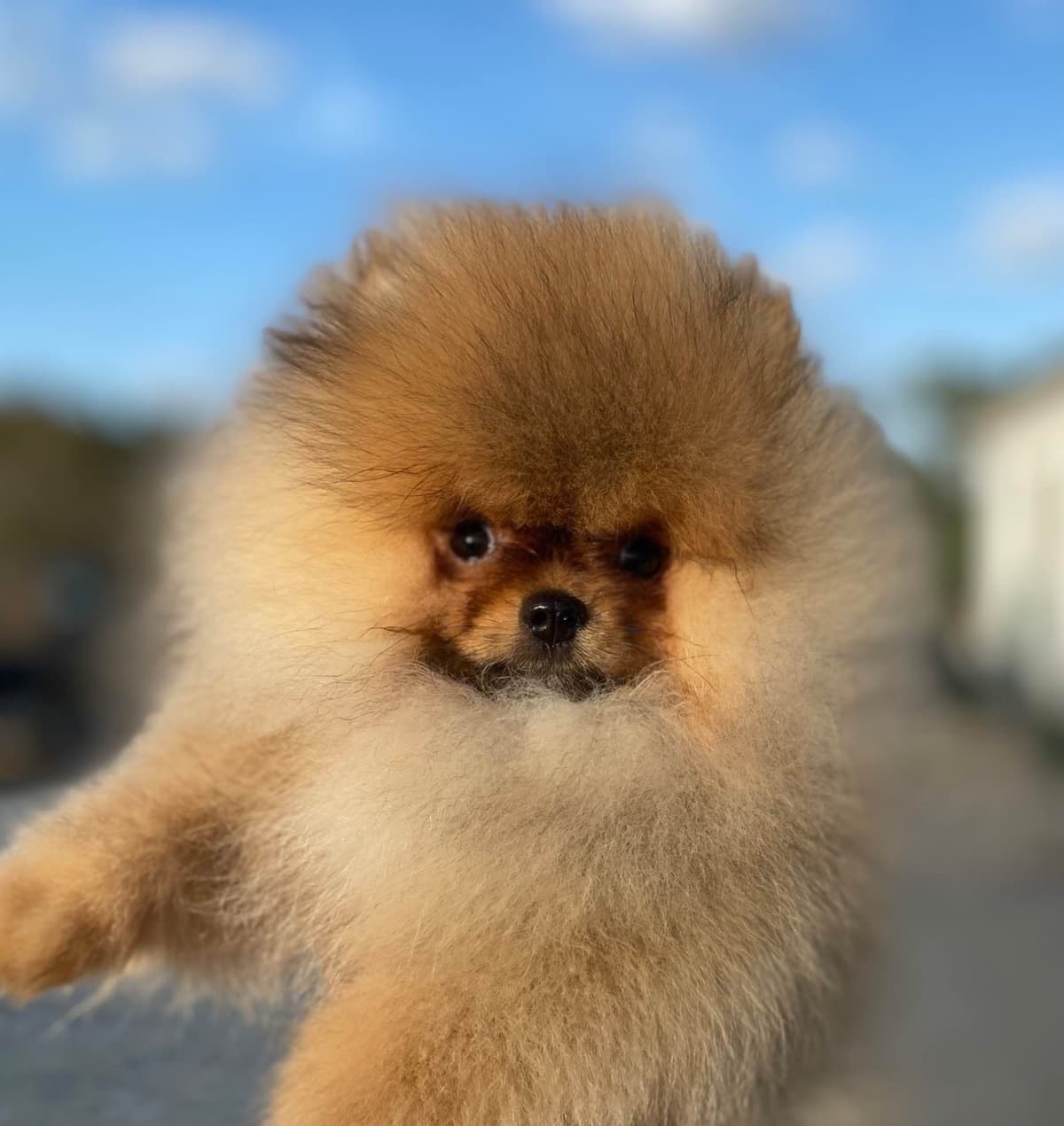 Pomeranians breeder image 18