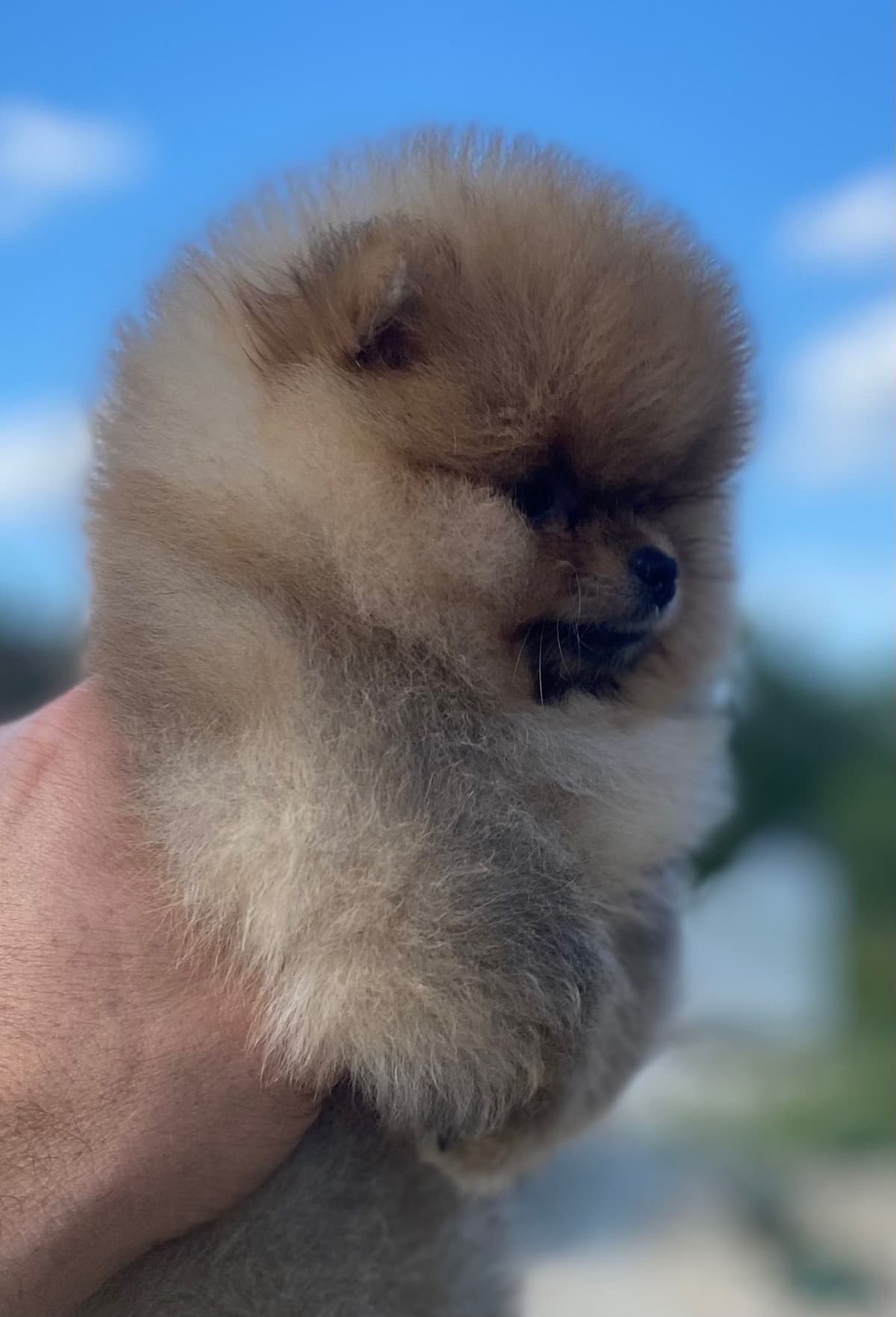 Pomeranians breeder image 19
