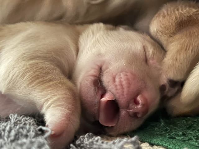 Golden Retriever Puppies media 2