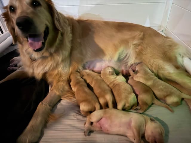 Golden Retriever Puppies media 3
