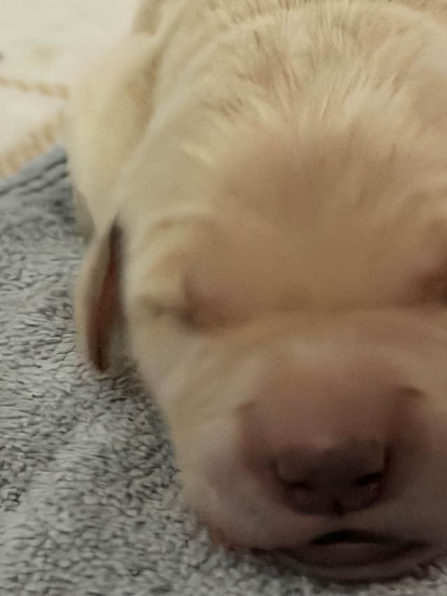 Golden Retriever Puppies media 4