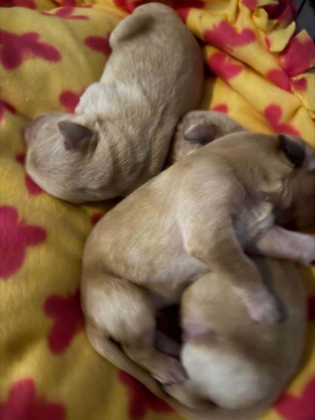 Golden Retriever Puppies media 5