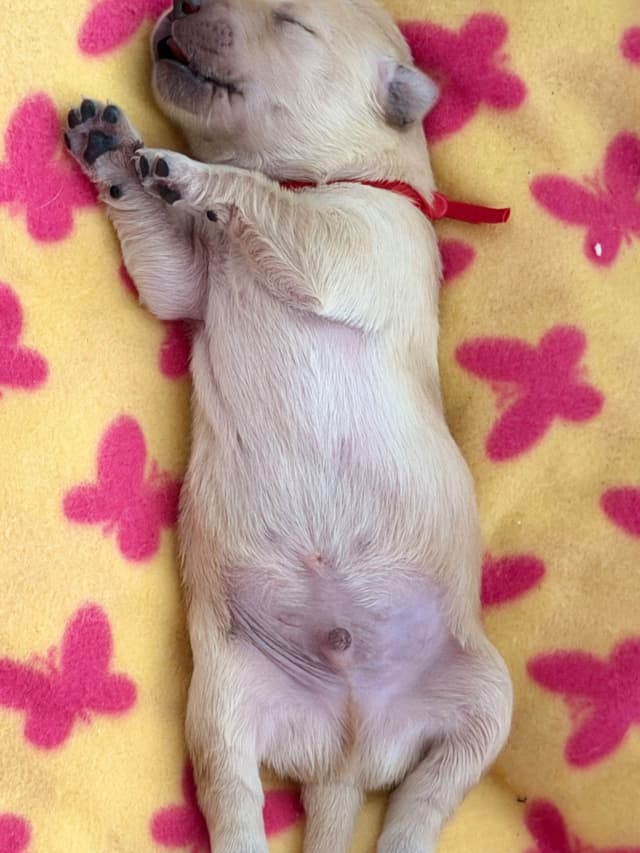 Golden Retriever Puppies media 7