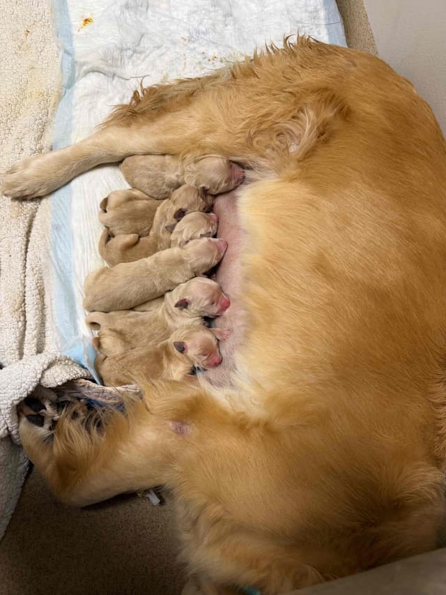Golden Retriever Puppies media 6