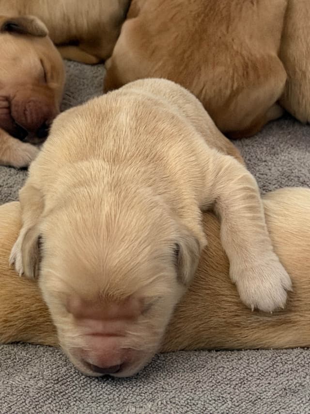 Golden Retriever Puppies media 8