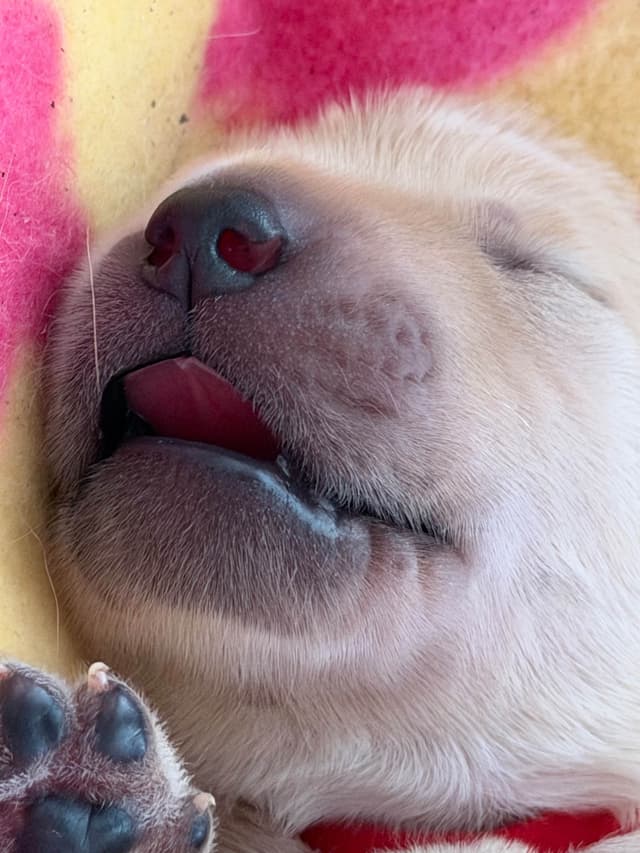 Golden Retriever Puppies media 9