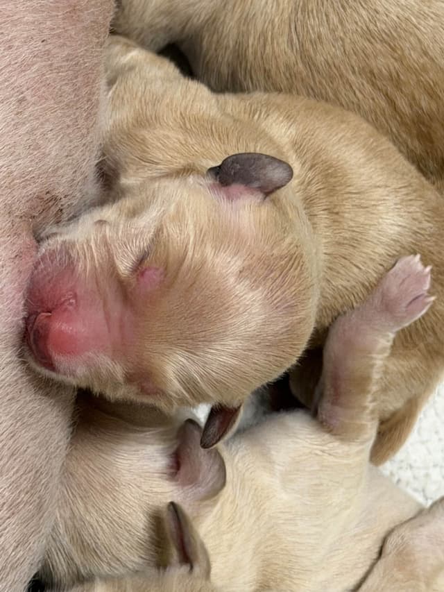 Golden Retriever Puppies media 11