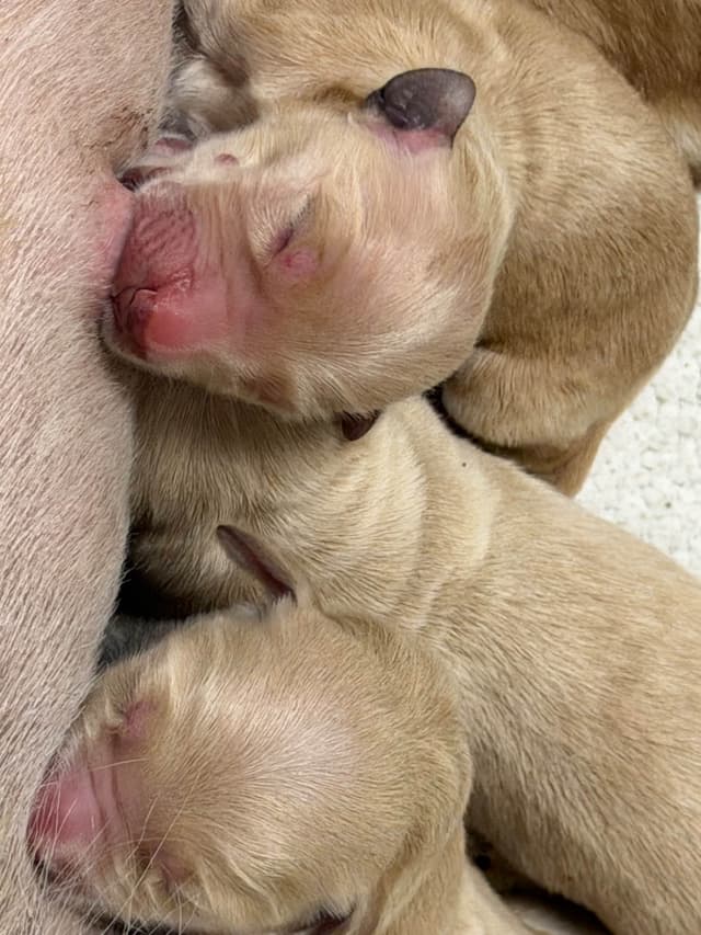 Golden Retriever Puppies media 10