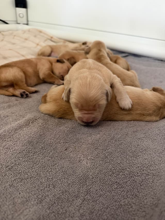 Golden Retriever Puppies media 12