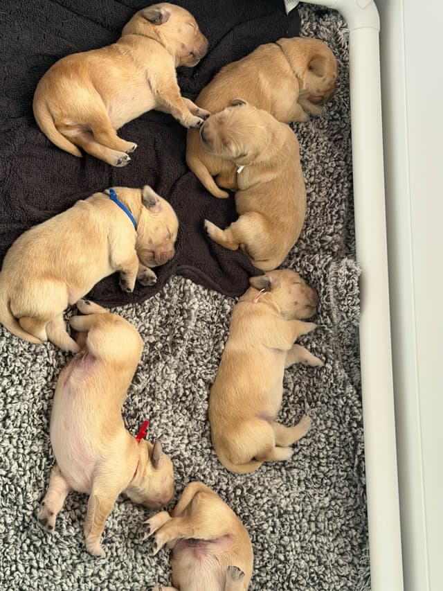 Golden Retriever Puppies media 13