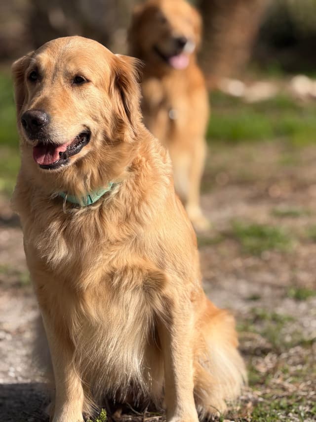 Golden Retriever Puppies media 15
