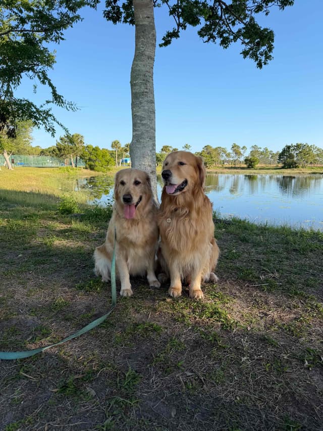 Golden Retriever Puppies media 16