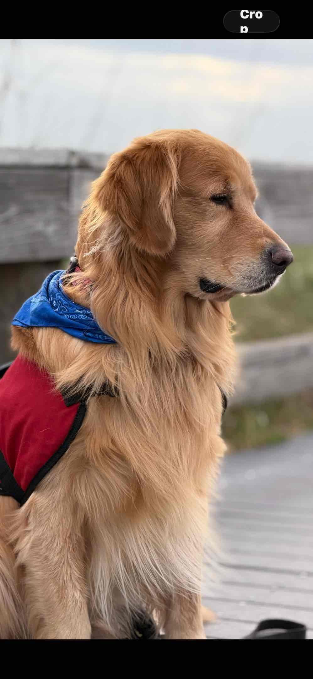 Golden Retriever Puppies breeder image 1